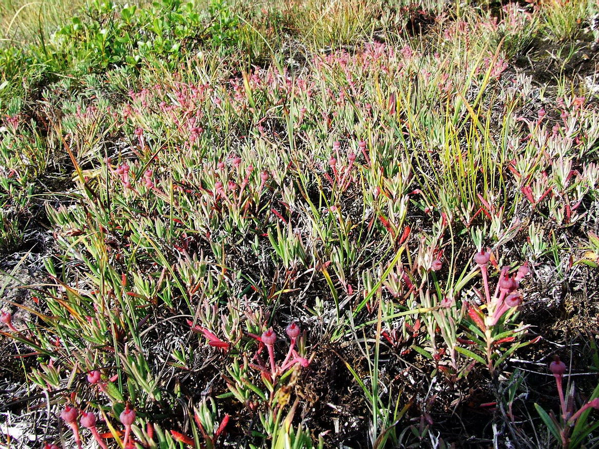 Image of Andromeda polifolia specimen.