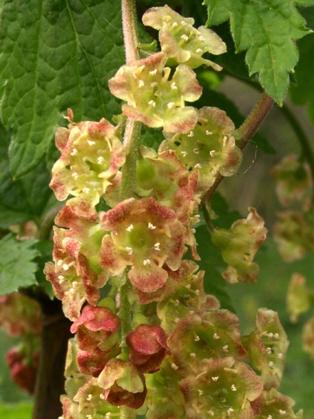Изображение особи Ribes rubrum.