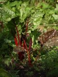 Beta vulgaris