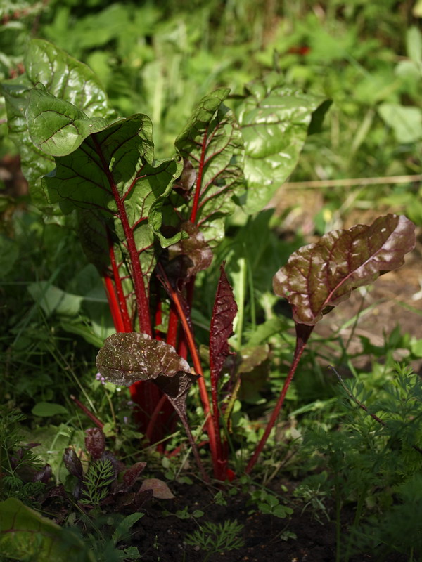 Image of Beta vulgaris specimen.