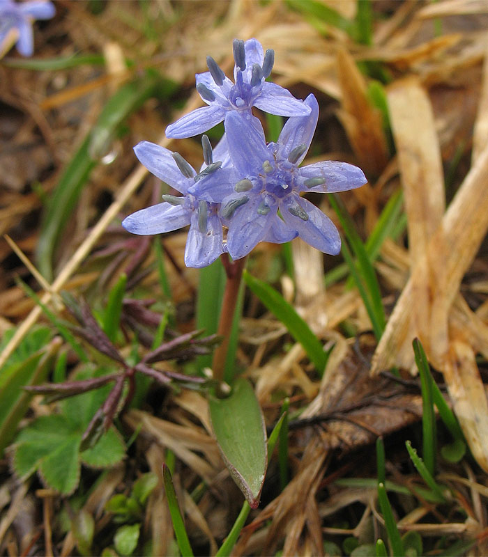 Изображение особи Scilla kladnii.