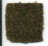 Chenopodium album. Плоды. Курская обл., Железногорский р-н, пос. Студенок, сорное на поле. 3 октября 2009 г.