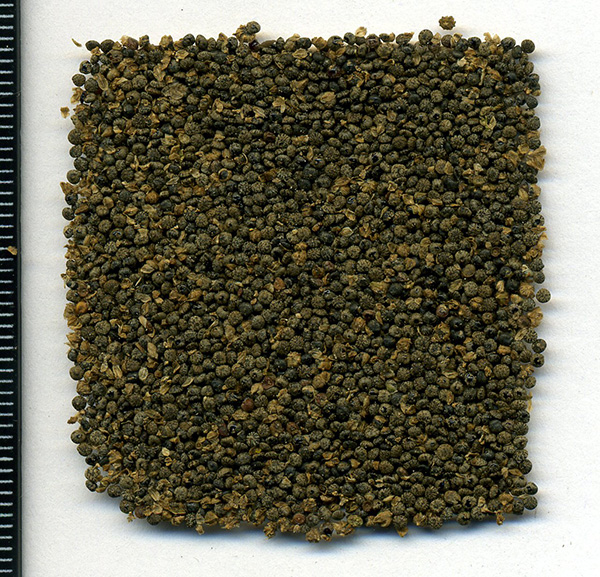 Image of Chenopodium album specimen.