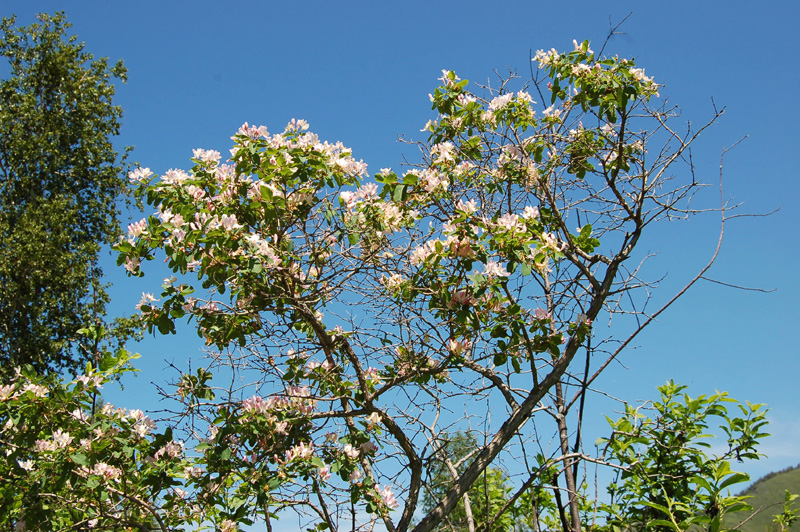 Изображение особи Lonicera tatarica.