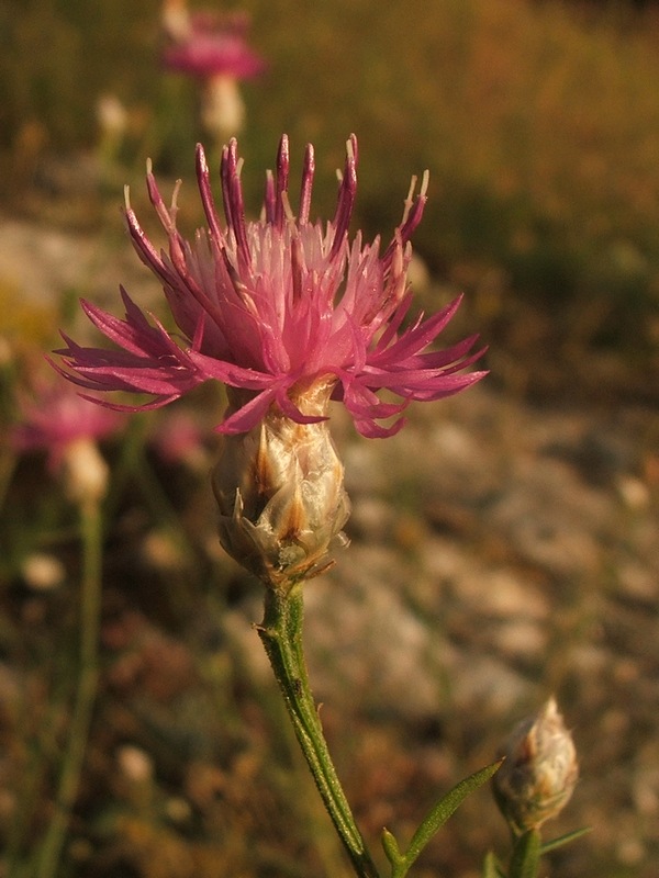 Image of Centaurea sterilis specimen.