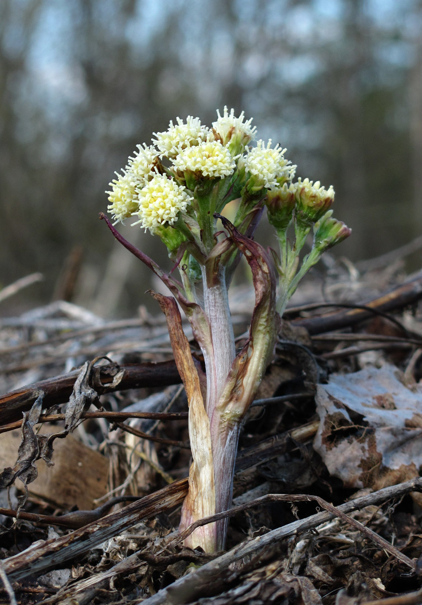 Изображение особи Petasites spurius.