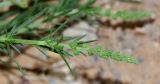 Oligomeris linifolia