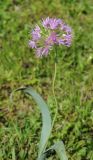 Allium douglasii