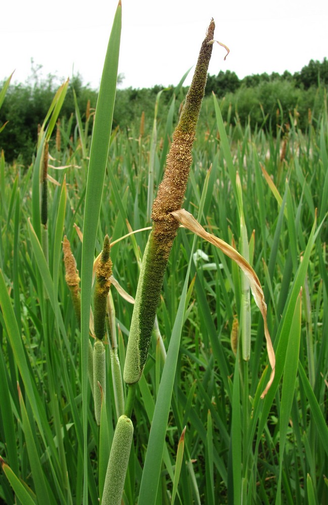 Image of Typha latifolia specimen.
