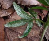 Cardamine quinquefolia