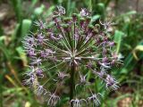 Allium stipitatum