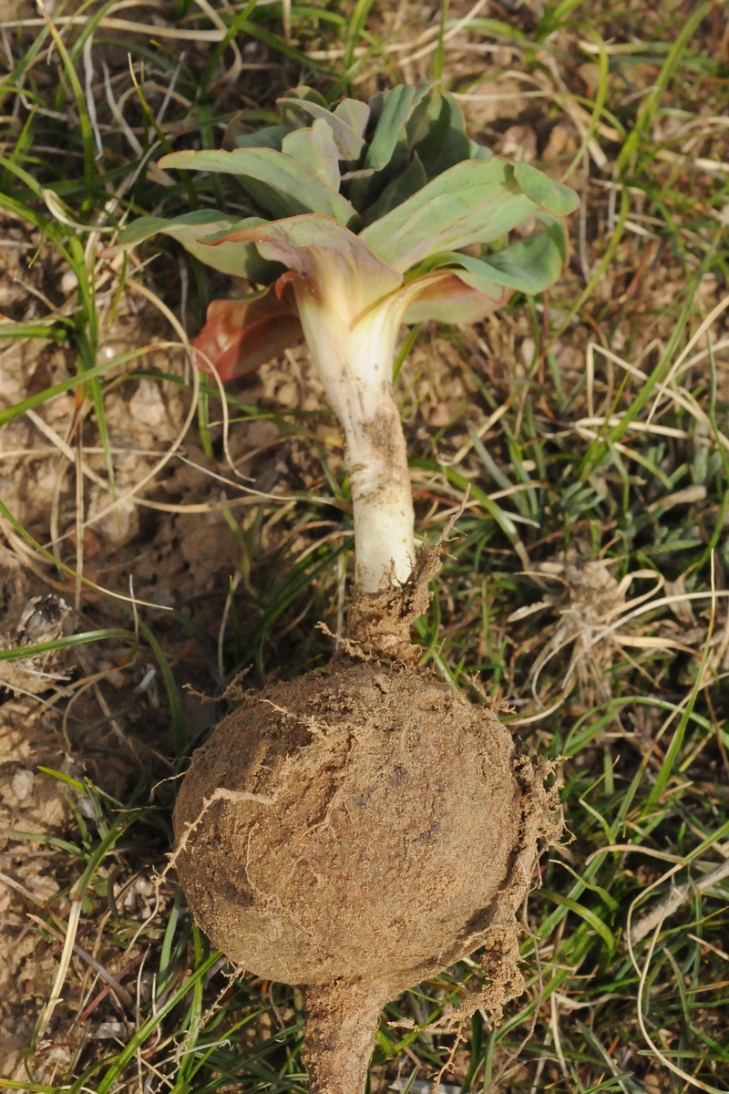 Изображение особи Euphorbia rapulum.