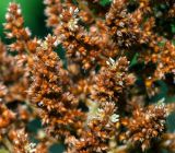 Amaranthus cruentus. Часть соцветия. Московская обл., Раменский р-н, окр. дер. Хрипань, садовый участок. 14.08.2015.