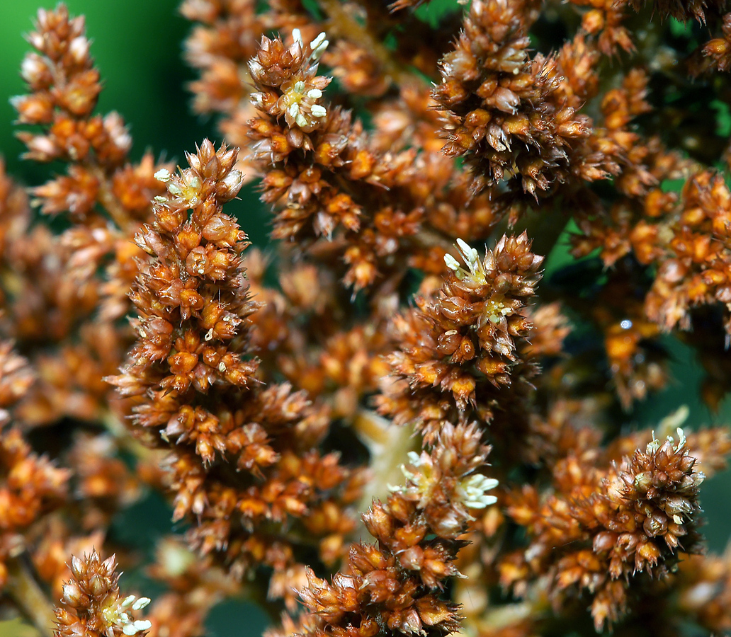 Image of Amaranthus cruentus specimen.