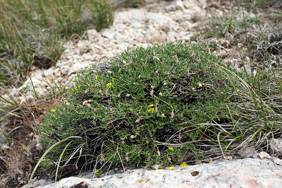 Изображение особи Helianthemum songaricum.