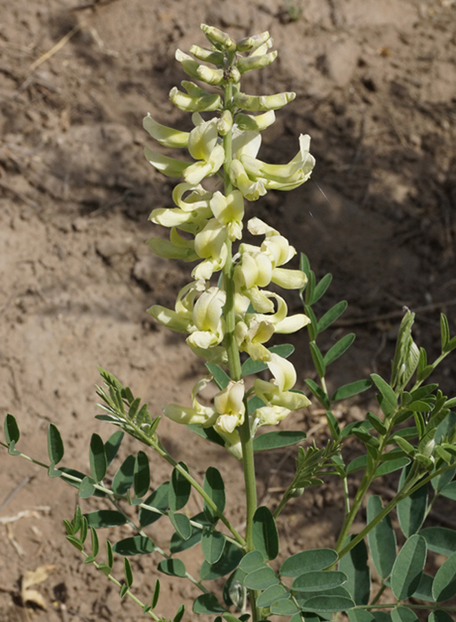 Image of Pseudosophora alopecuroides specimen.
