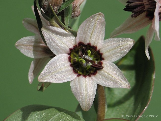 Изображение особи Rhinopetalum stenantherum.