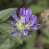 Psoralea bituminosa подвид pontica. Соцветие. Крым, Бахчисарайский р-н, пос. Куйбышево, склон горы. 31.05.2014.