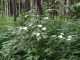 Actinidia kolomikta