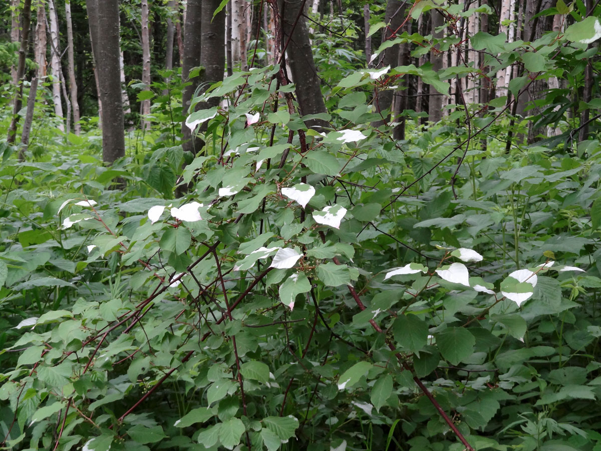 Изображение особи Actinidia kolomikta.