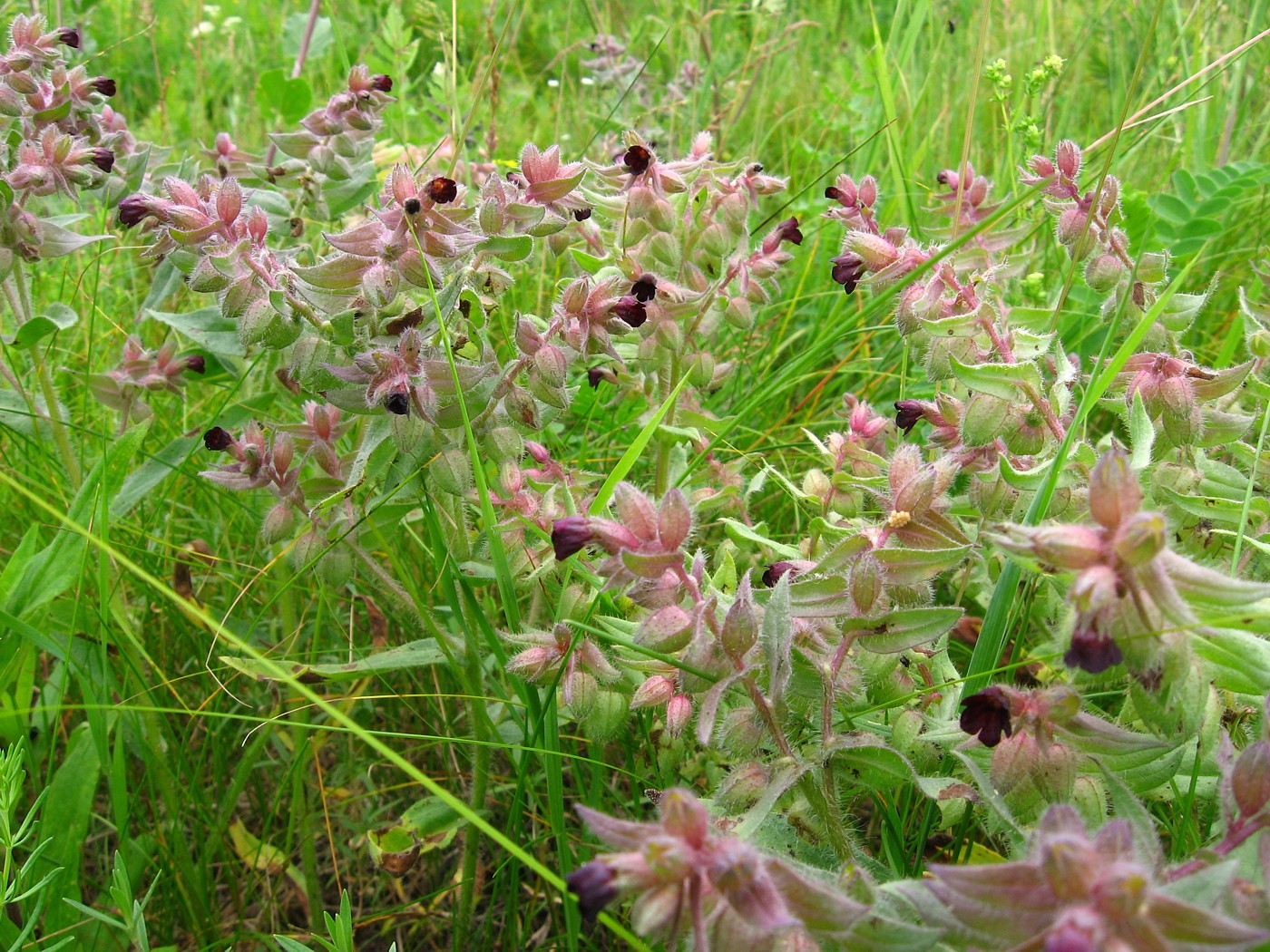 Image of Nonea rossica specimen.