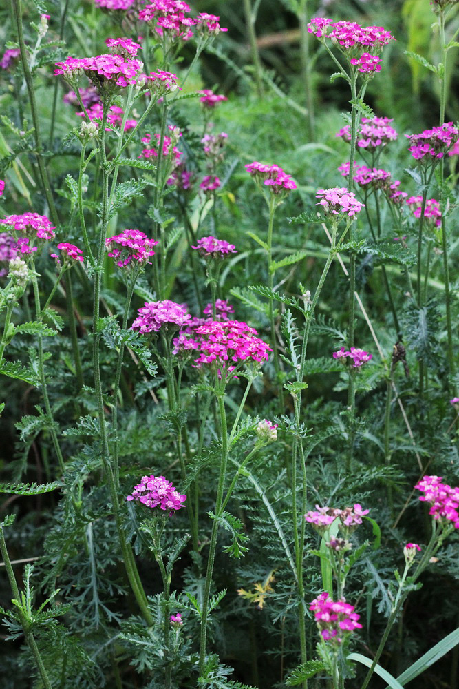 Image of Achillea millefolium specimen.