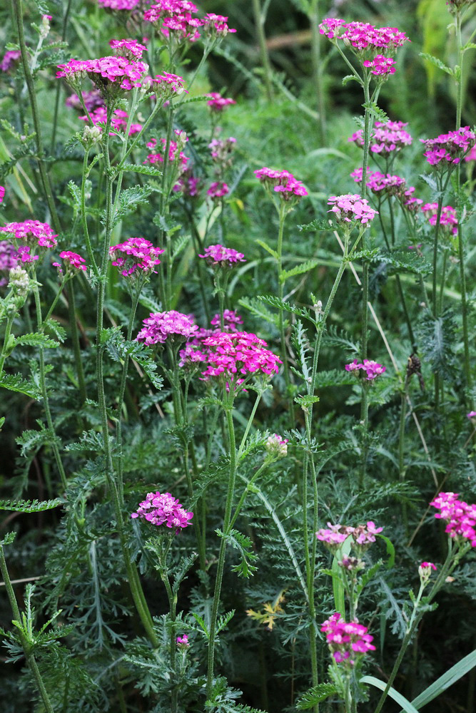 Изображение особи Achillea millefolium.