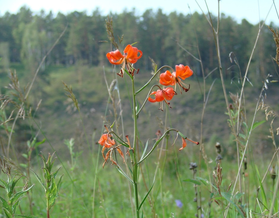 Image of Lilium pumilum specimen.