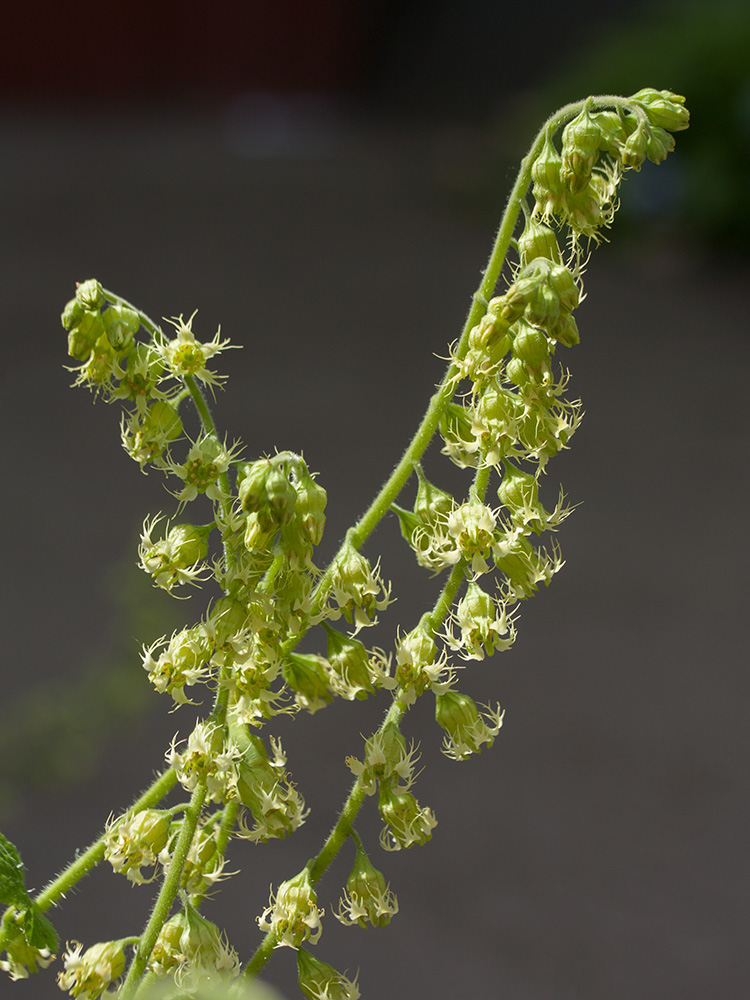 Изображение особи Tellima grandiflora.