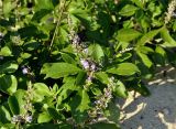 Vitex trifolia. Верхушка побега с соцветием. Андаманские острова, остров Лонг, песчаный пляж. 06.01.2015.