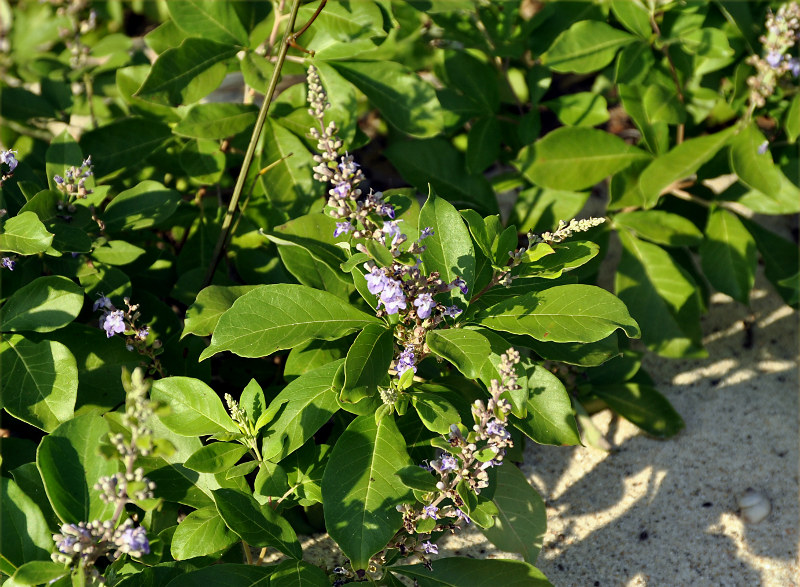 Image of Vitex trifolia specimen.