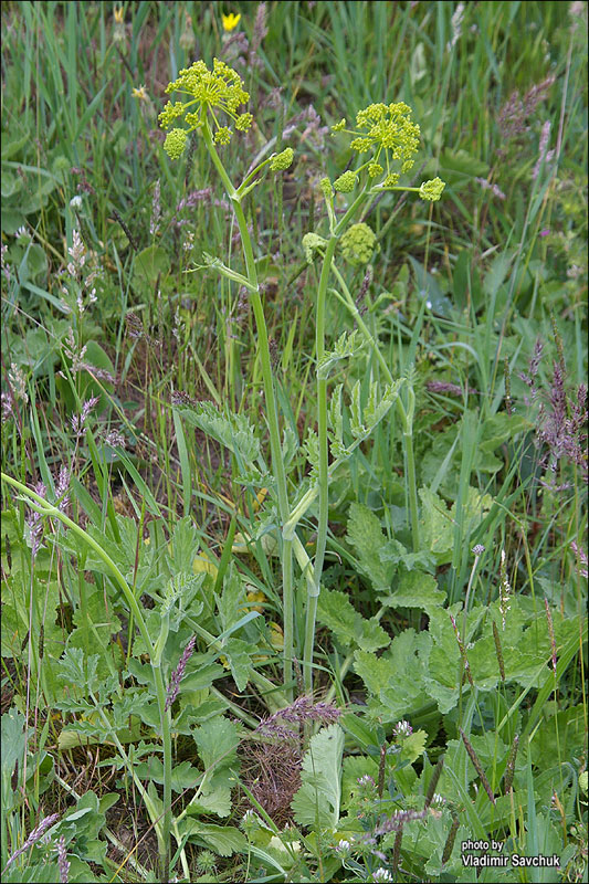 Изображение особи Pastinaca clausii.