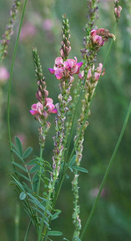 Image of Onobrychis arenaria specimen.