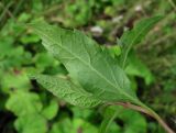 Eupatorium cannabinum