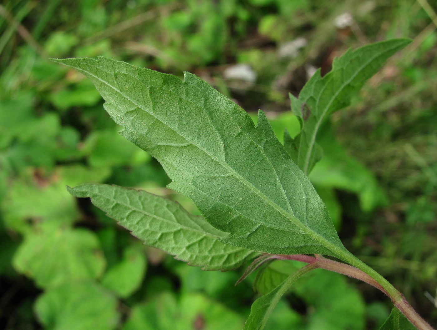 Изображение особи Eupatorium cannabinum.