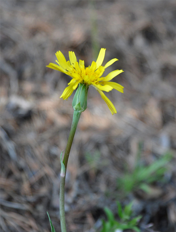 Image of Scorzonera austriaca specimen.