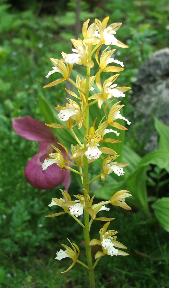 Image of Oreorchis patens specimen.