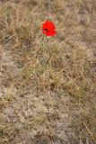 Papaver pavoninum. Цветущее растение. Южный Казахстан, восточная граница пустыни Кызылкум. 30.04.2015.