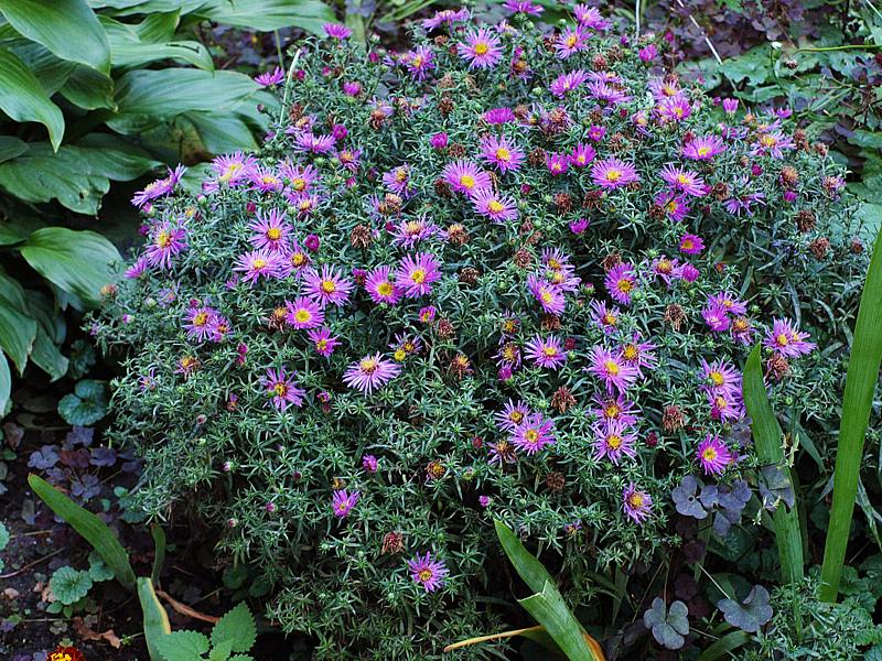 Изображение особи Symphyotrichum &times; versicolor.