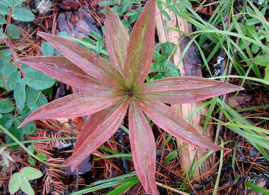Image of Lilium pilosiusculum specimen.