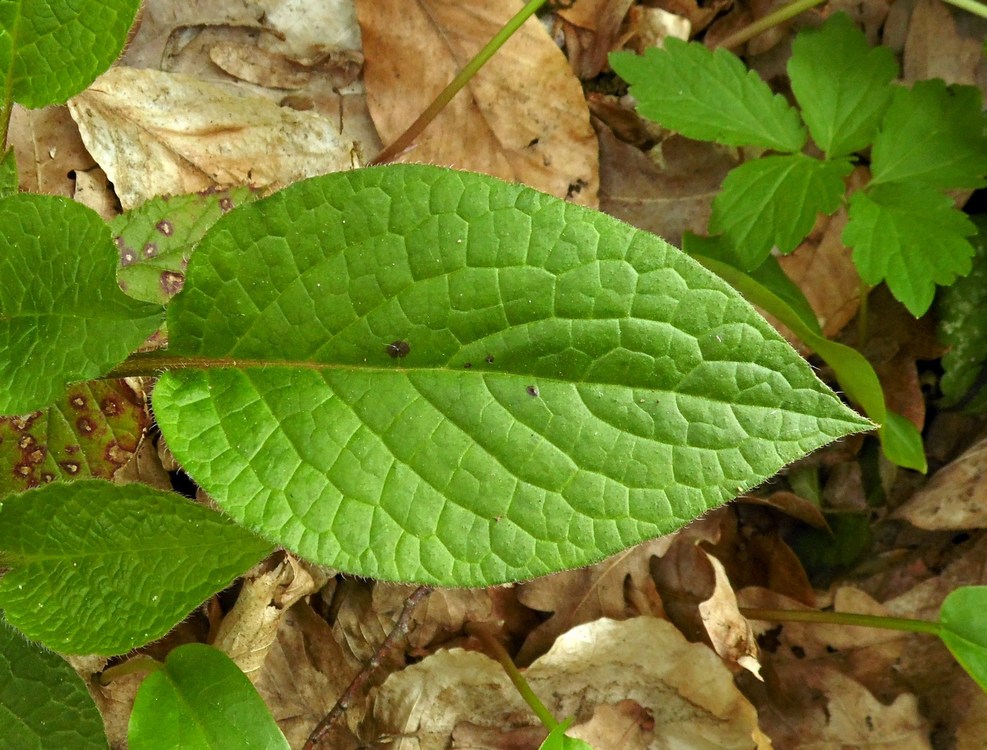 Изображение особи Symphytum grandiflorum.
