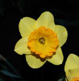 genus Narcissus