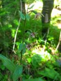 Epipactis helleborine