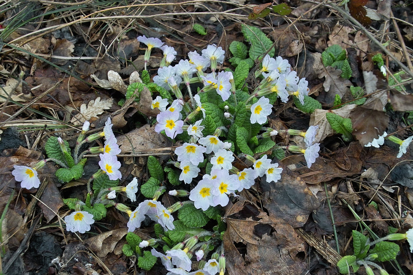 Image of Primula vulgaris specimen.