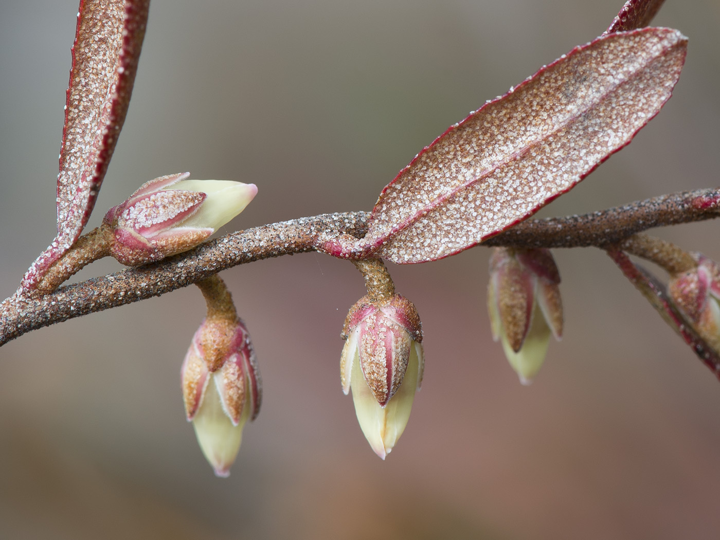 Изображение особи Chamaedaphne calyculata.