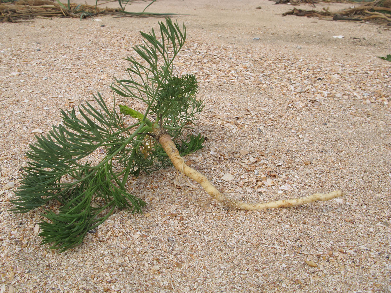 Image of genus Seseli specimen.