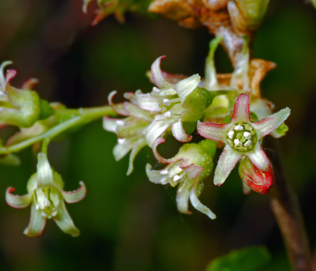 Изображение особи Ribes nigrum.