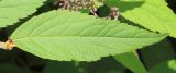 Spiraea japonica. Лист. Ростовская обл., г. Таганрог, в сквере. 28.05.2016.