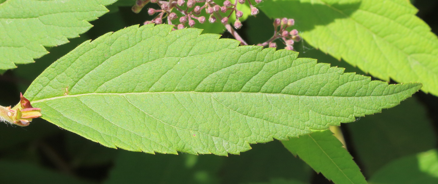 Изображение особи Spiraea japonica.