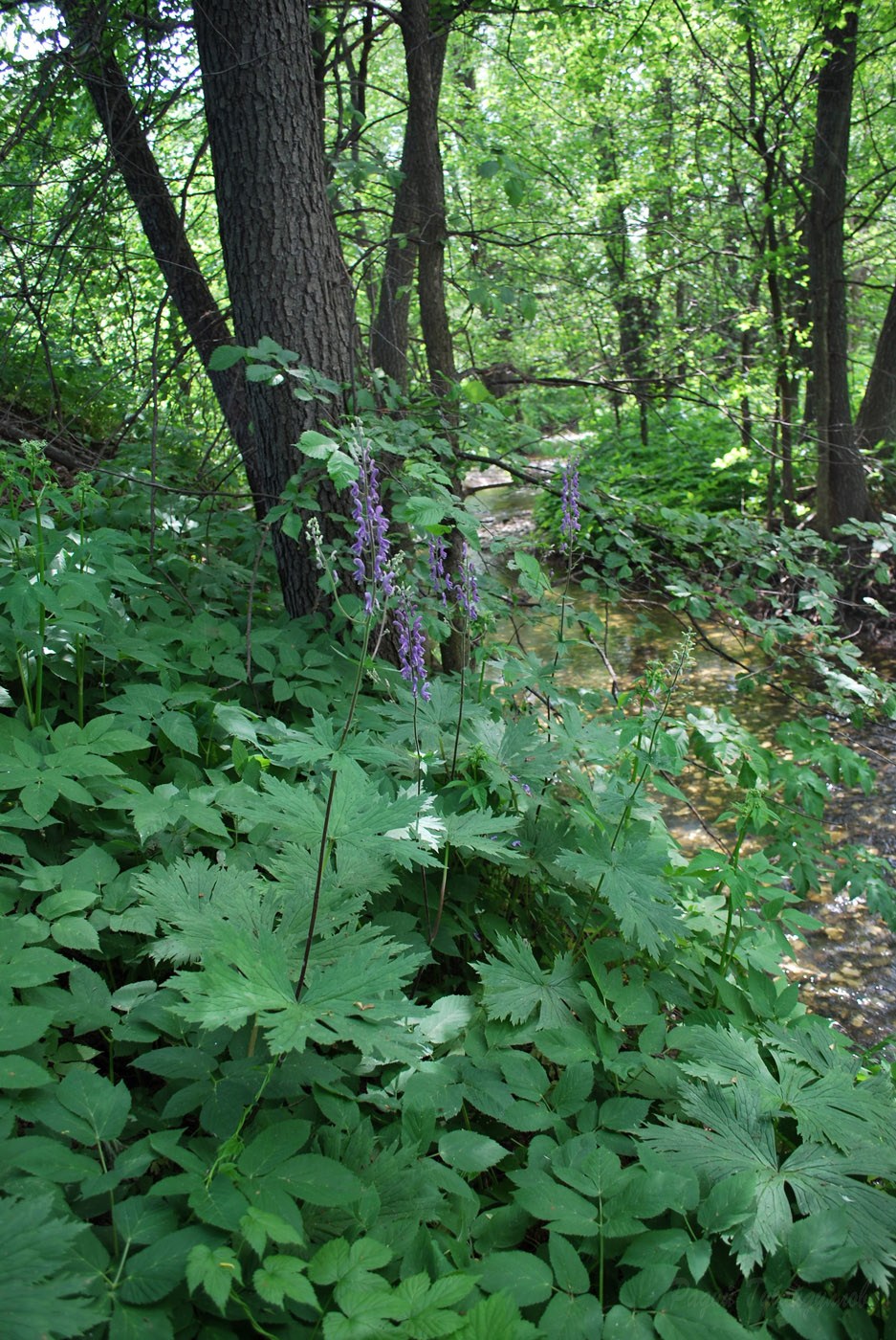 Изображение особи Aconitum septentrionale.